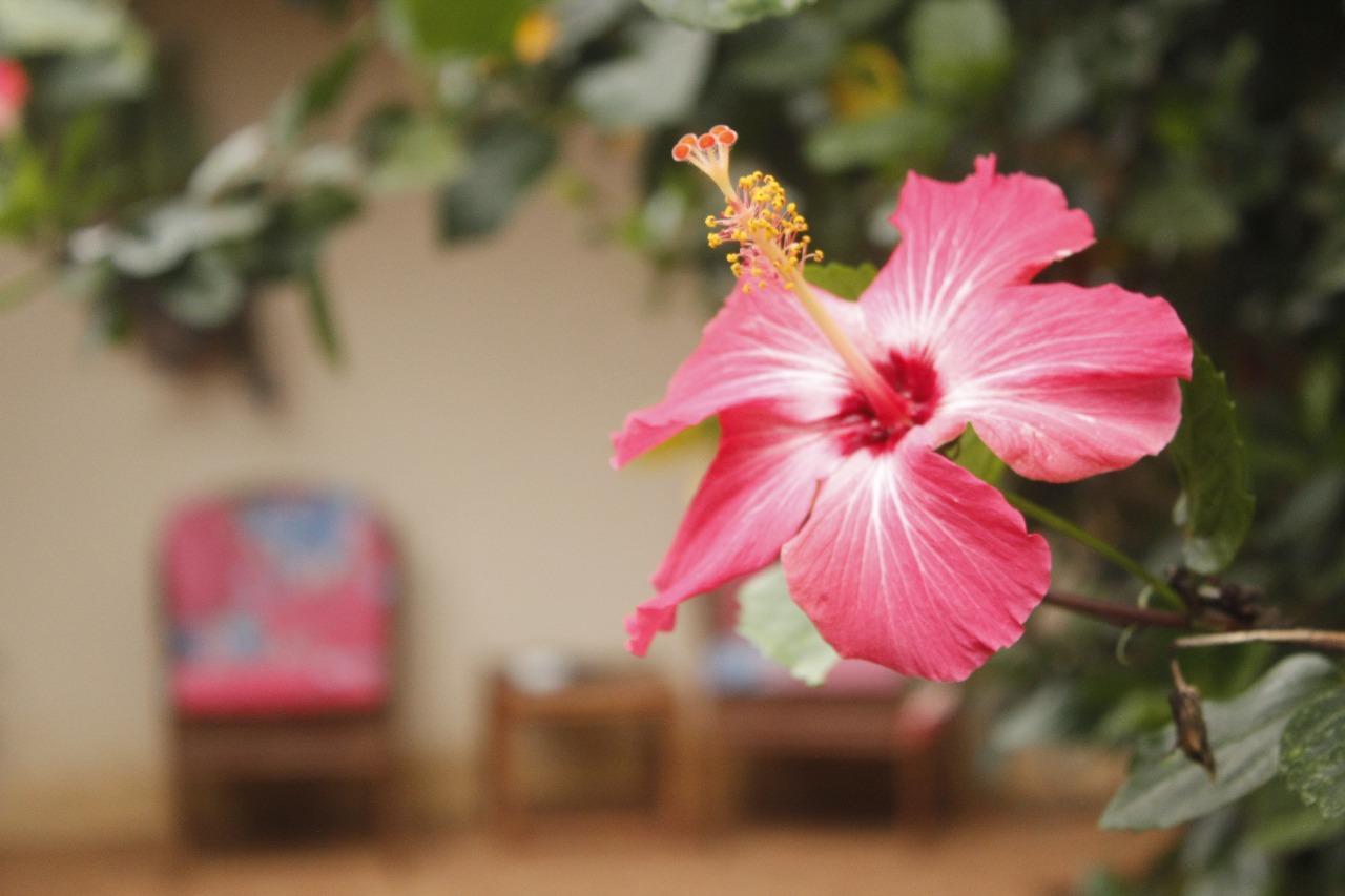 Vida Tropical Bed and Breakfast Alajuela Zewnętrze zdjęcie
